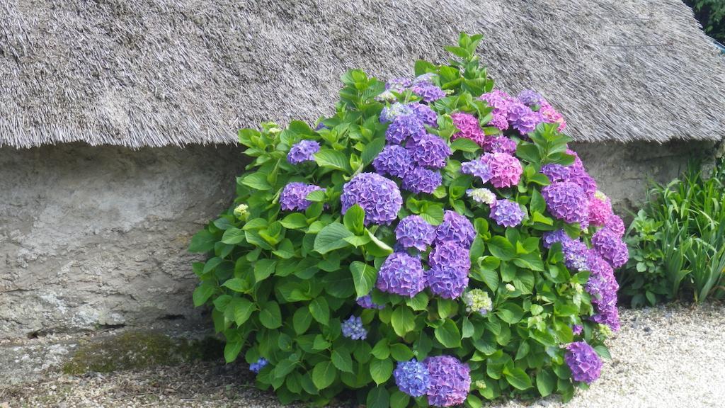 Bed & Breakfast La Musardise Guerande